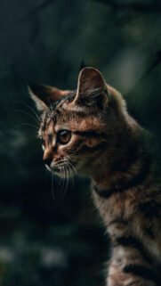Cute Cat Wallpapers Wallpapers Free Download For Mobile