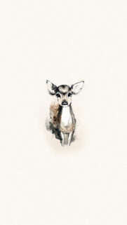Deer Cub Minimal Illustration Phone Wallpapers Free Download