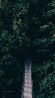 Dense Green Forest Bridge Wallpapers Free Download