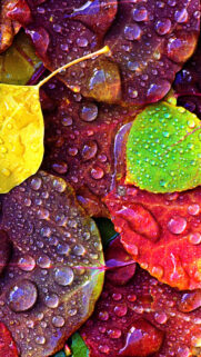 Dew Rain Drops On Colorful Wallpapers Free Download