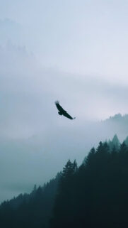 Eagle Flying Over Misty Forest Best Wallpapers Free Download