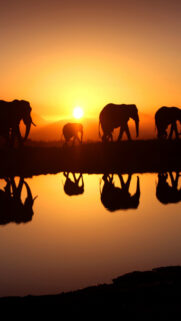 Elephants Walking In The Sunset Wallpapers Free Download