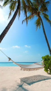 Exotic Beach Palm Trees Hammock 4K Wallpapers Free Download
