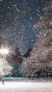 Falling Snow Trees Night Phone Wallpapers Free Download
