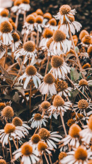 Flower Wallpaper – Nature Wallpapers Free Download
