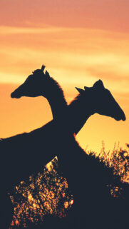 Giraffe Love Africa 4K Wallpapers Free Download