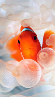 Gold Fish Nemo Orange Sea Wallpapers Free Download