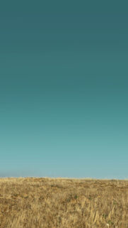 Golden Grass Field Blue Sky Wallpapers Free Download