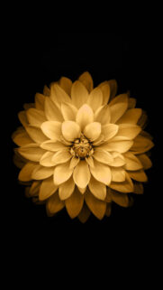 Golden Lotus Flower iOS Android Wallpaper