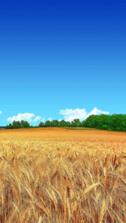 Golden Wheat Field Blue Sky Forest Android Wallpaper