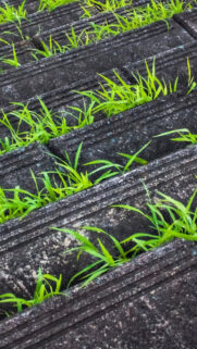 Grass In Pavement Android Wallpaper