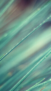 Grass Threads Creamy Bokeh Android Wallpaper