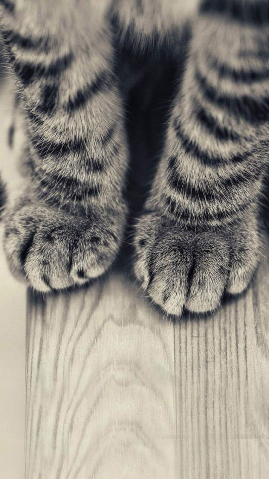 Gray Striped Kitten Legs Cat Android Wallpaper