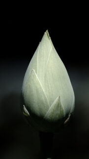 Gray Tulip Bulb Macro Phone Wallpapers Free Download