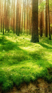Green Grass Forest Sunlight Phone Wallpapers Free Download