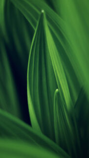 Green Leaf Closeup Phone Wallpapers Free Download