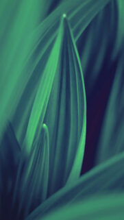 Green Leaf Lines Phone Wallpapers Free Download
