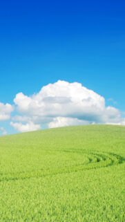 Green Tracks Field Phone Wallpaper