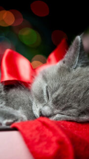 Grey Kitten Red Ribbon Christmas Present Bokeh Phone Wallpaper