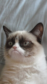 Grumpy Cat Lockscreen Phone Wallpapers Free Download