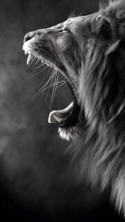 Leon Wallpapers Free Download – Animal Wallpapers