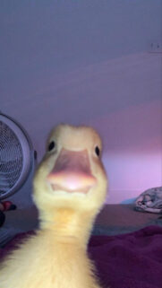 Little Duck Wallpaper – Cute Duck Wallpapers Free Download