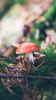 Mushrooms Wallpapers – Natural Wallpaper Free Download