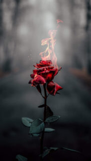 Nature Rose Wallpaper – Phone Rose Wallpapers Free Download