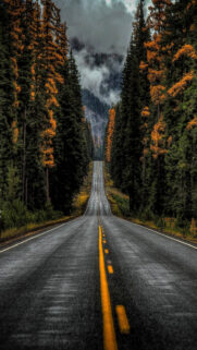 Nature Way Wallpaper – 4K Wallpapers Free Download
