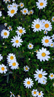 Nice Flower Wallpaper – Flower Wallpapers Free Download for Your Phone