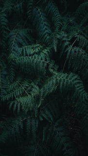 Palm Nature Wallpapers Free Download