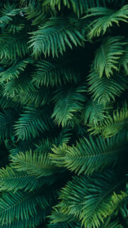 Palm Wallpapers Free Download