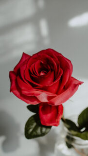 Red Rose Wallpapers – Nature Wallpaper Free Download