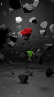 Rose, Dark, Wallpapers Free Download For Mobile