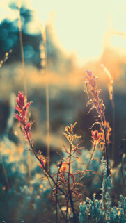 Wallpaper Cave Nature