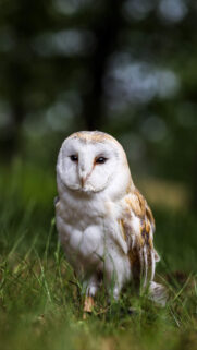 White Owl Wallpapers Free Download For Mobile and Desktop