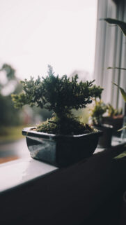 Windows, Leaf, Wallpapers Free Download For Mobile