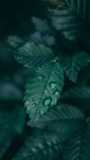 4K Full HD Nature Wallpapers Free Download