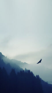 Alcatel 7S Wallpapers Free Download For Mobile & Desktop