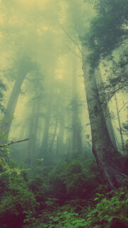 Alcatel Phone Wallpapers Free Download For Mobile & Desktop