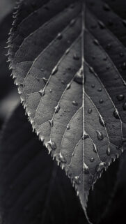 Amoi Phone Full HD Wallpapers Free Download