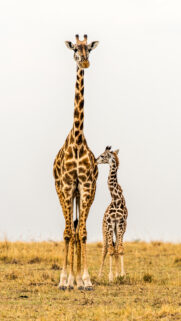 Animal HD Wallpapers Free Download for Phone & Desktop