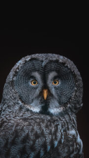 Bird, Owl Full HD Wallpapers Free Download