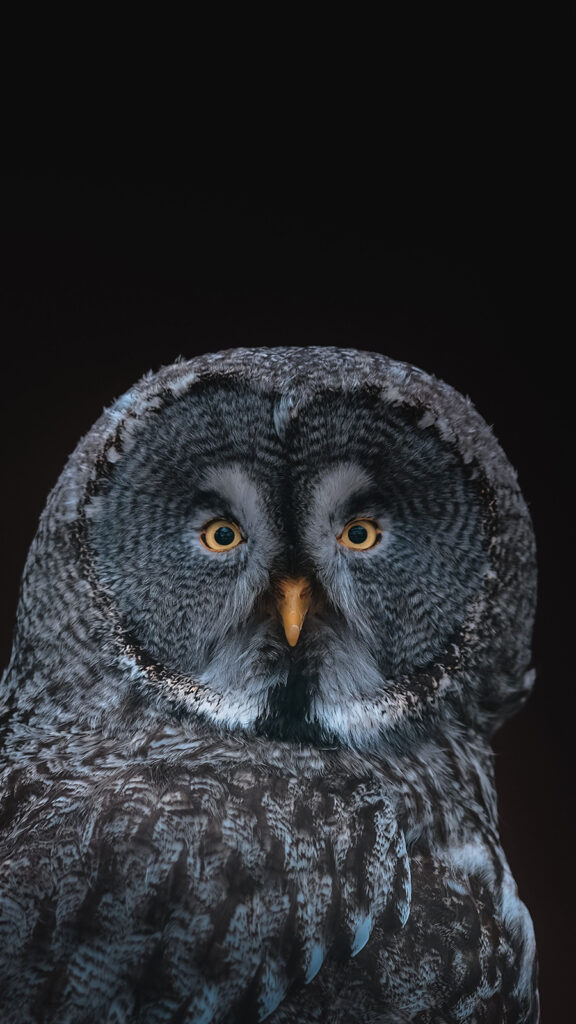 Bird, Owl Full HD Wallpapers Free Download