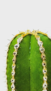 Cactus Wallpapers Free Download