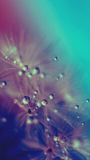 Dandelion Water HD Wallpapers Free Download