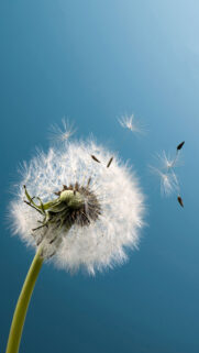 Dandelion Wind HD Wallpapers Free Download