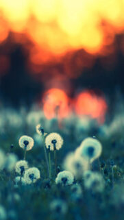 Dandelions In The Sunset Bokeh HD Wallpapers Free Download