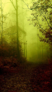 Eerie Forest Fog HD Wallpapers Free Download