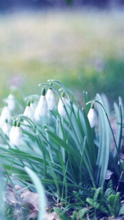 Fantasy Snowdrops Bokeh Wallpapers Free Download For Mobile & Desktop